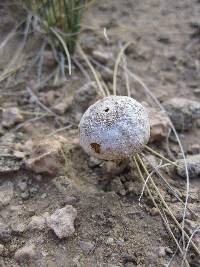 Tulostoma cretaceum image