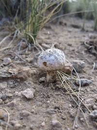 Tulostoma cretaceum image