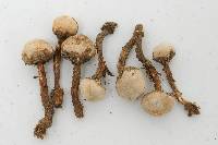 Tulostoma cyclophorum image
