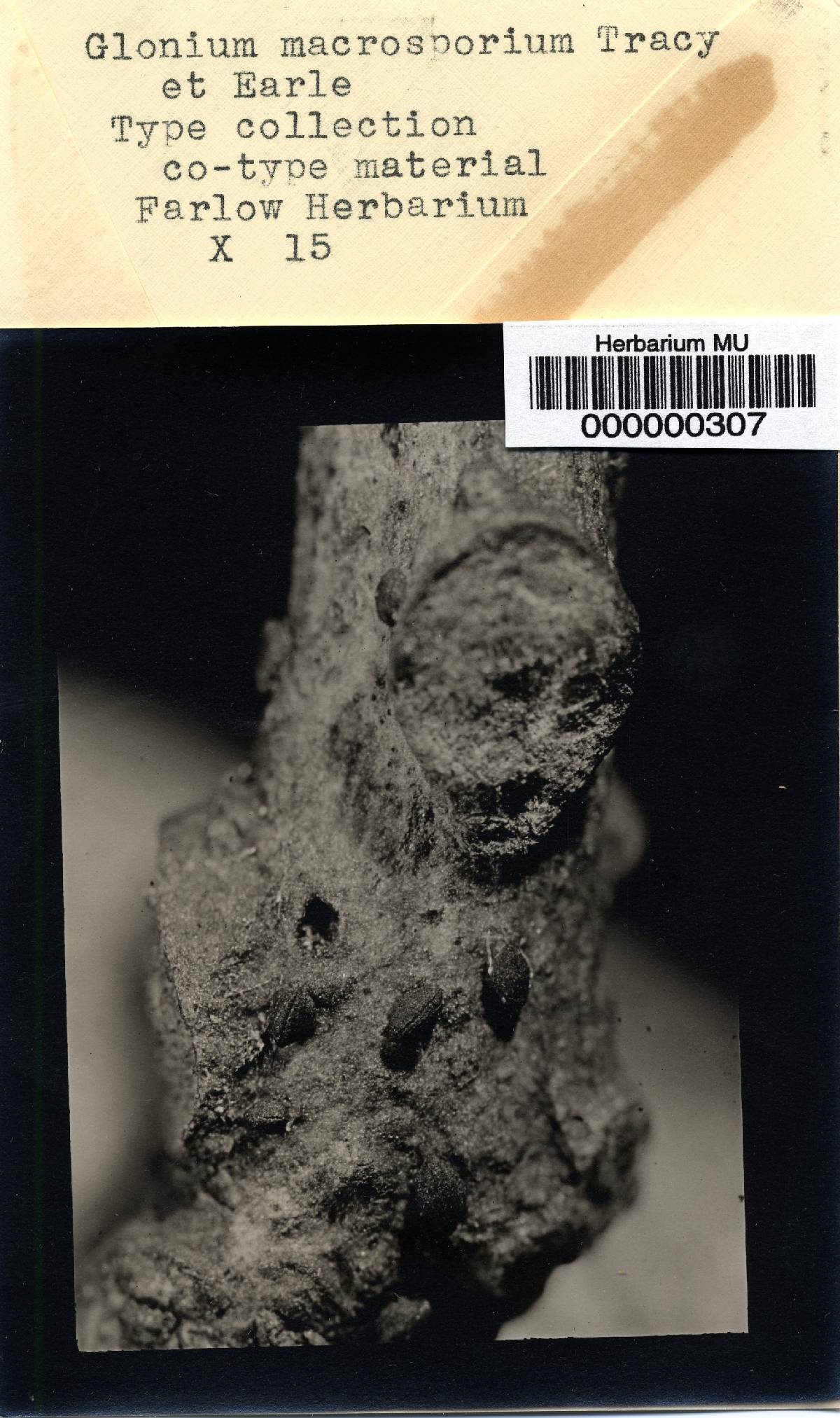 Glonium macrosporium image