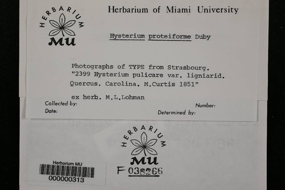 Hysterium proteiforme image