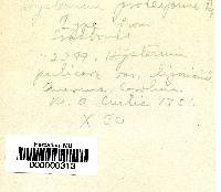 Hysterium proteiforme image