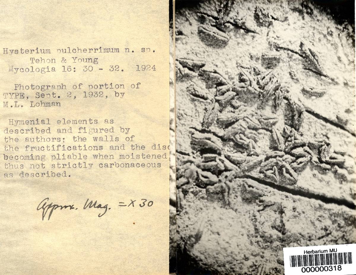 Hysterium pulcherrimum image