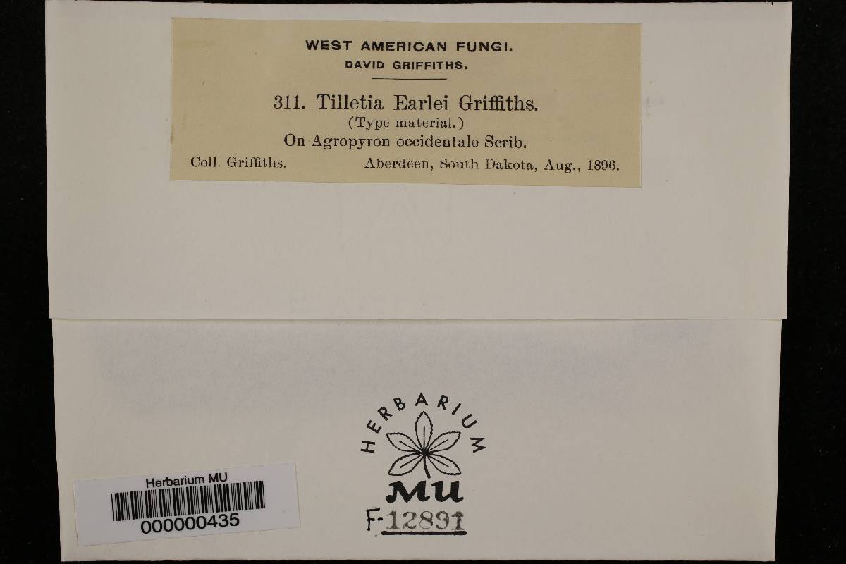 Tilletia earlei image