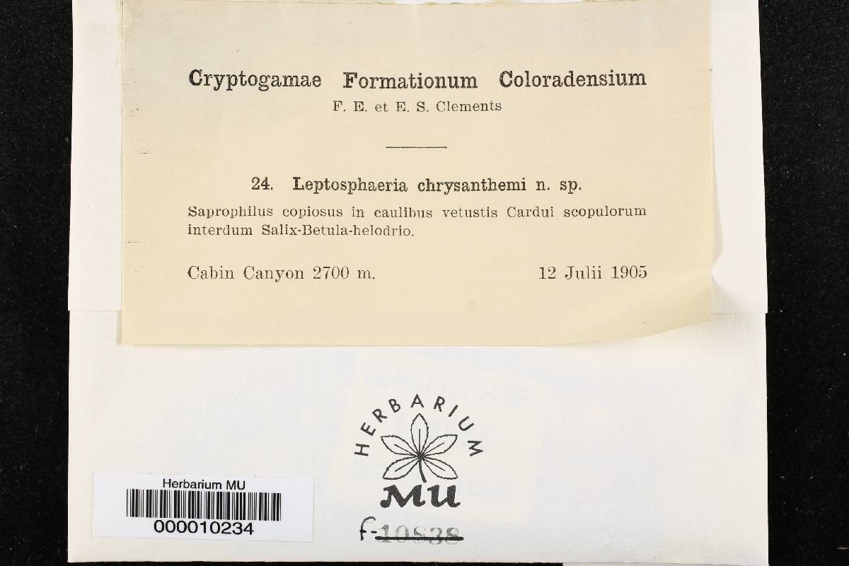 Leptosphaeria chrysanthemi image