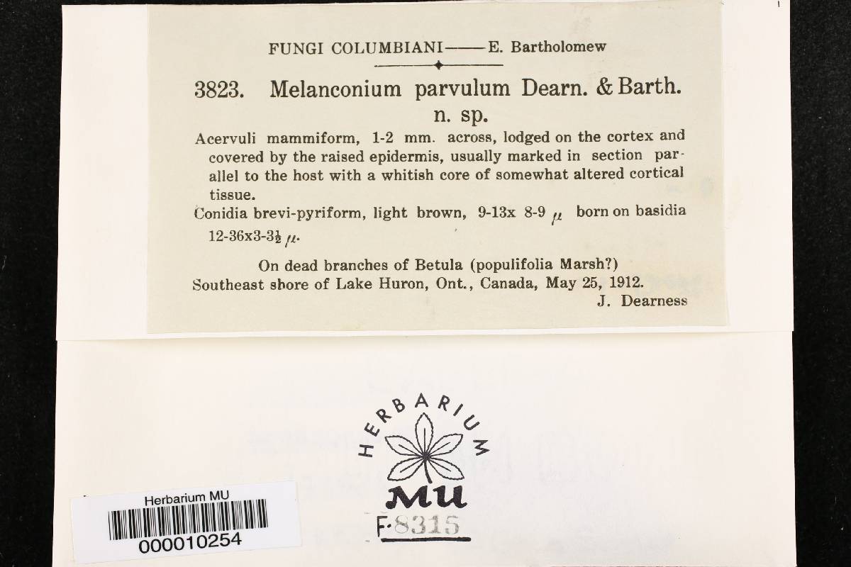 Melanconium parvulum image