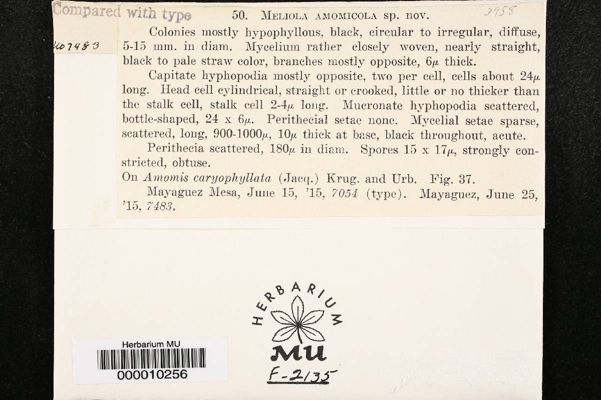 Meliola amomicola image