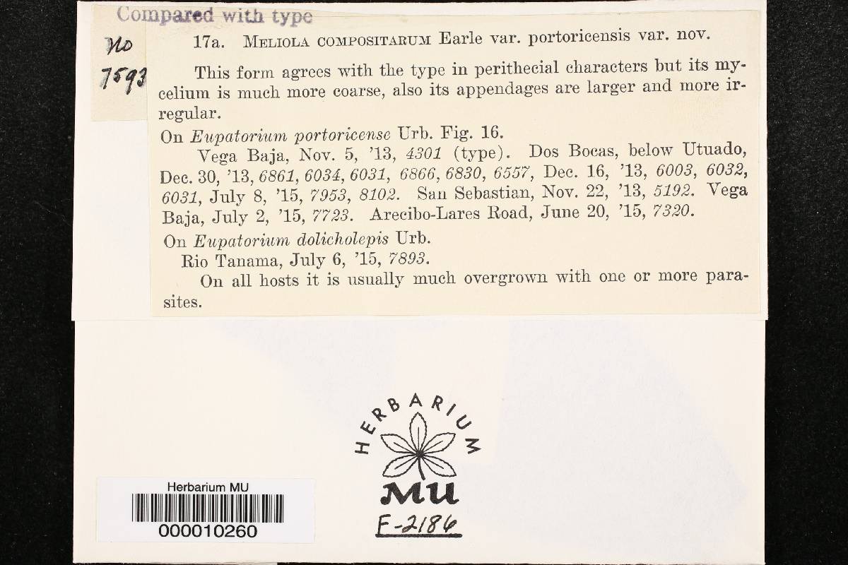 Meliola compositarum image