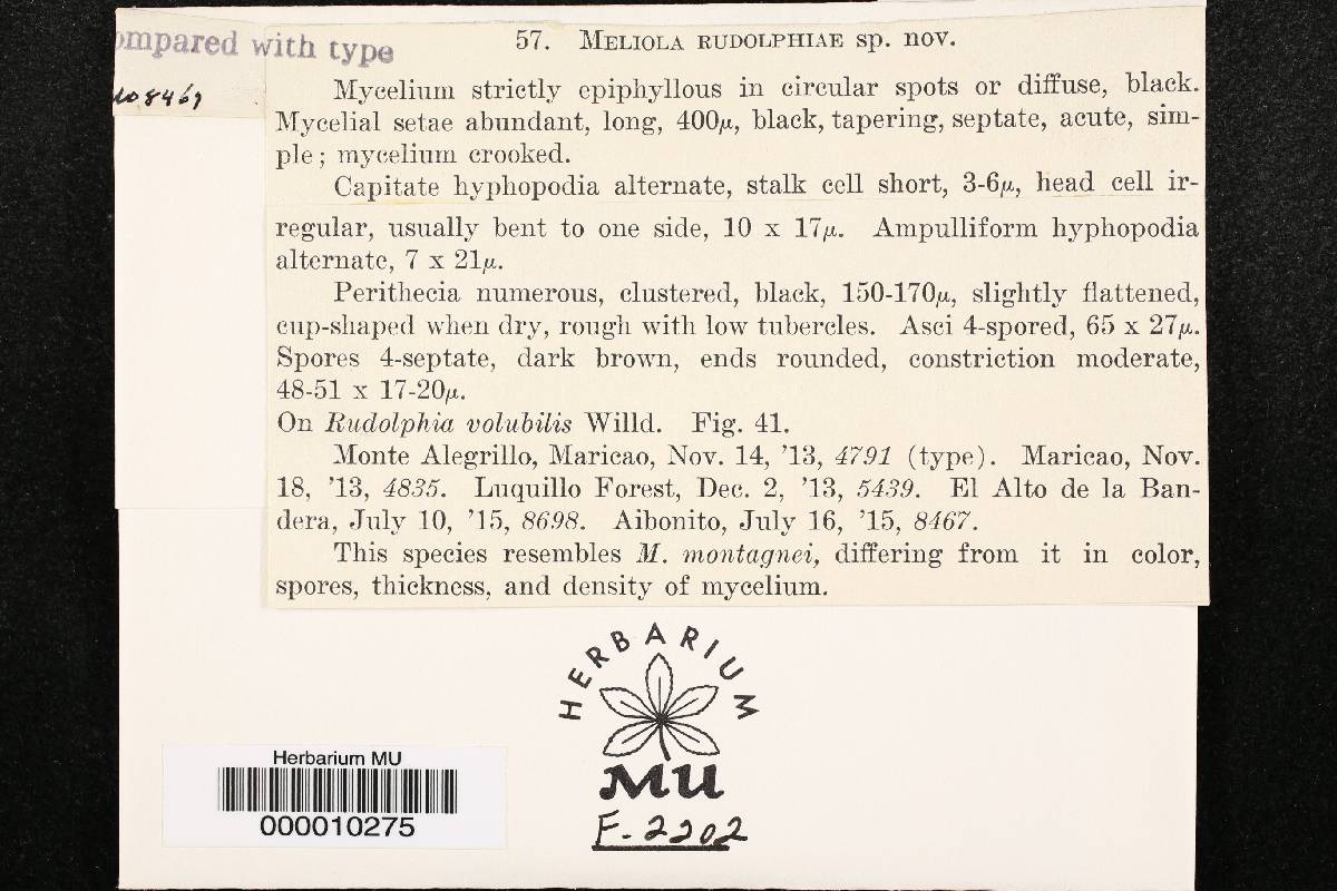 Meliola rudolphiae image