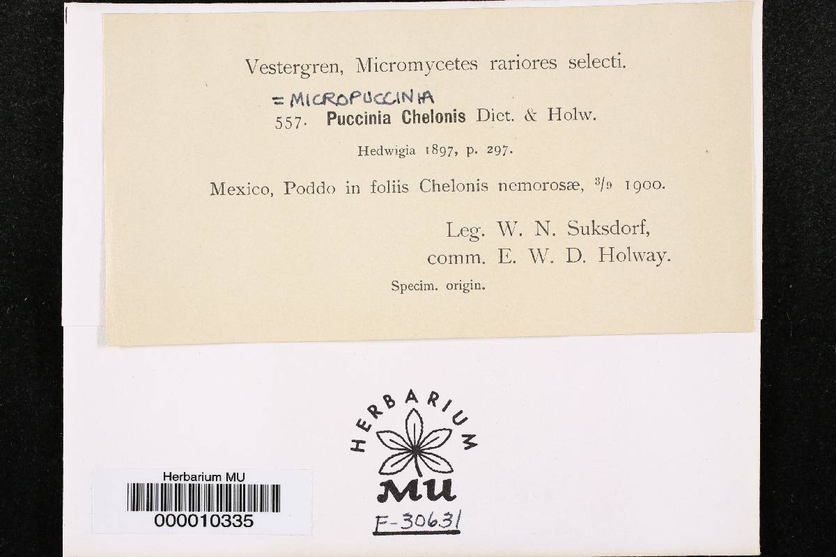 Micropuccinia chelonis image