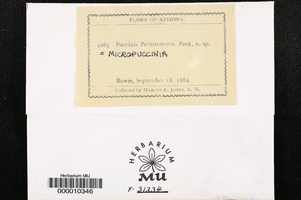 Micropuccinia pentstemonis image