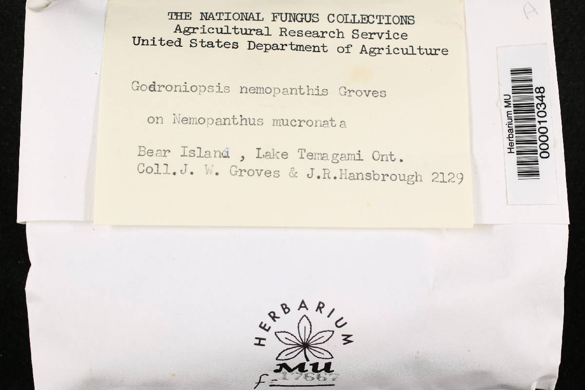 Godroniopsis nemopanthis image