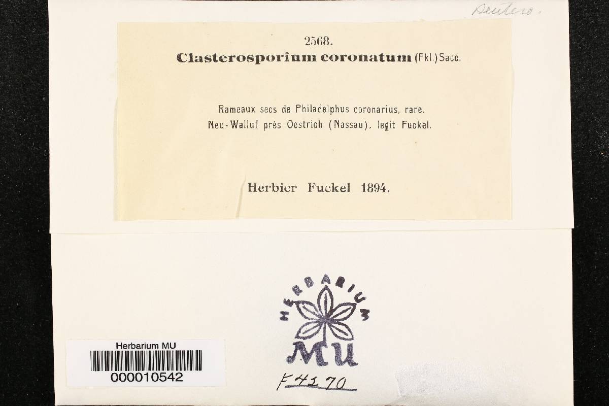 Sporidesmium coronatum image