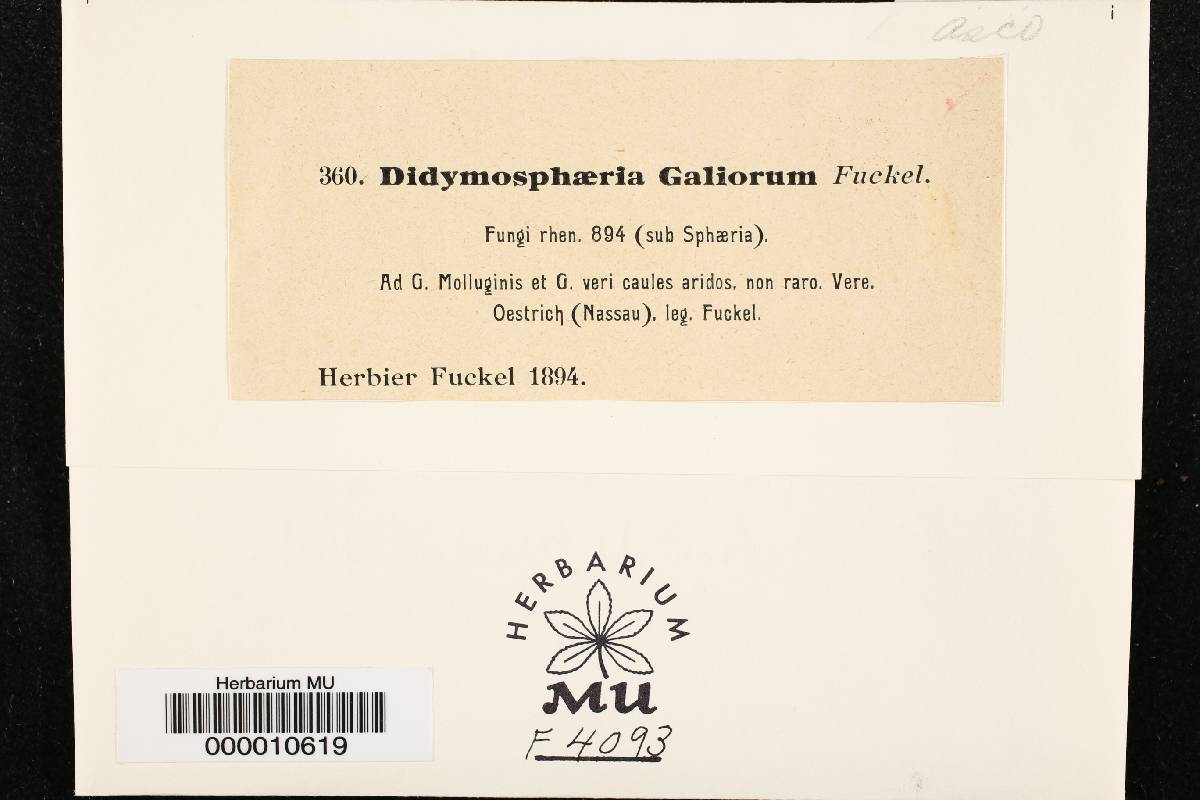 Didymosphaeria galiorum image