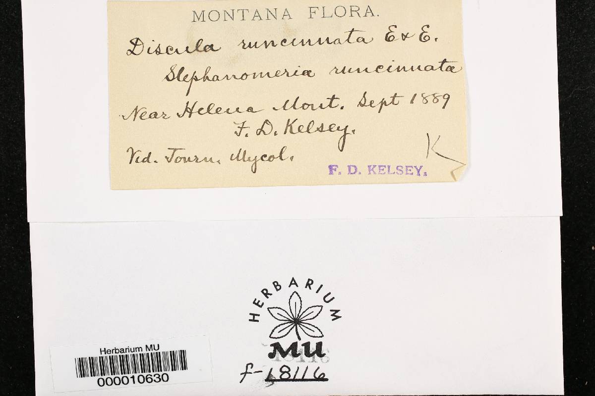 Discula runcinata image
