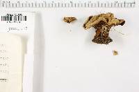 Coltricia perennis image