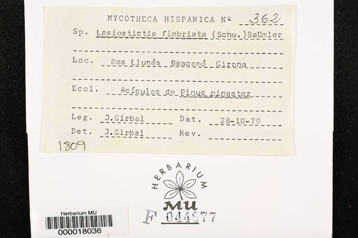 Naemacyclus fimbriatus image