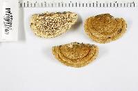 Trametes hirsuta image