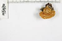 Trametes pubescens image