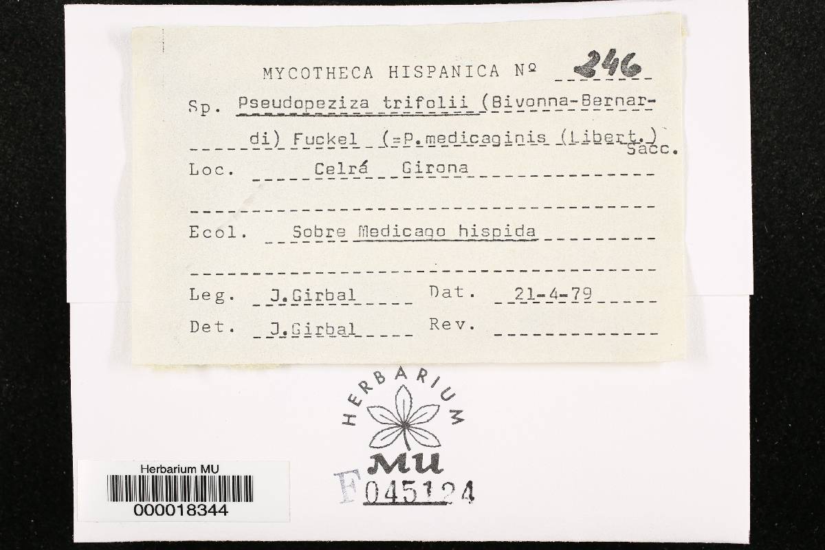 Pseudopeziza image