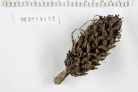 Xylaria magnoliae image