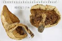 Boletus pallidus image