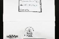 Physarum viride var. viride image