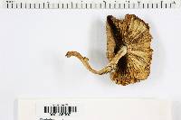 Amanita brunnescens image