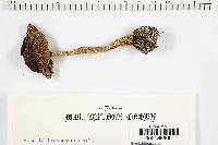 Amanita brunnescens image