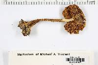 Amanita brunnescens var. brunnescens image