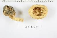 Amanita daucipes image