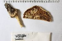 Amanita daucipes image