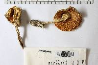 Amanita cylindrispora image