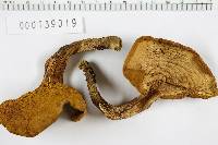 Boletus auriporus image