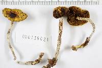 Heimioporus betula image