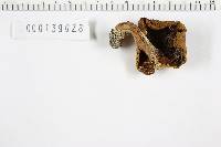 Xanthoconium affine image