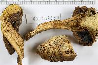 Boletus abieticola image