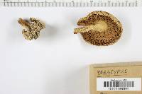 Amanita agglutinata image