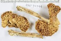 Amanita spreta image