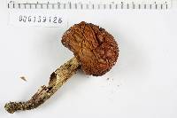 Boletus frostii image