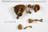 Boletus chrysenteron image