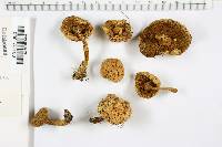 Boletus chrysenteron image