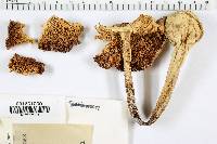 Amanita verna image