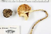 Amanita virosa image