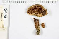 Boletus miniato-olivaceus image