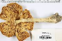 Amanita muscaria var. formosa image