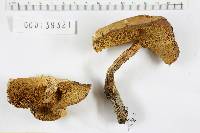 Boletus pallidus image