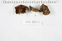 Suillus pictus image