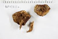 Boletus pseudoseparans image