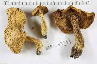 Boletus subglabripes image